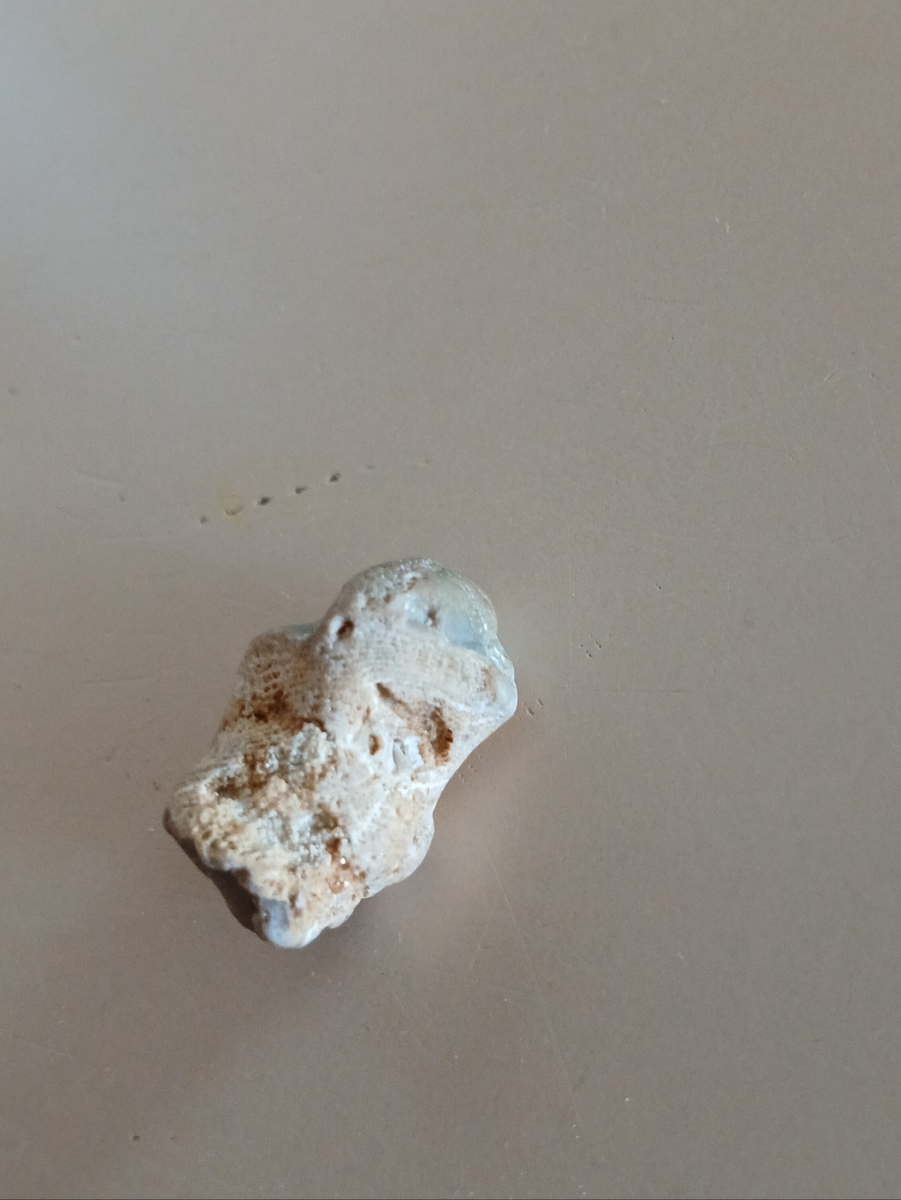 Fossil Collection - Picture 4 of 16